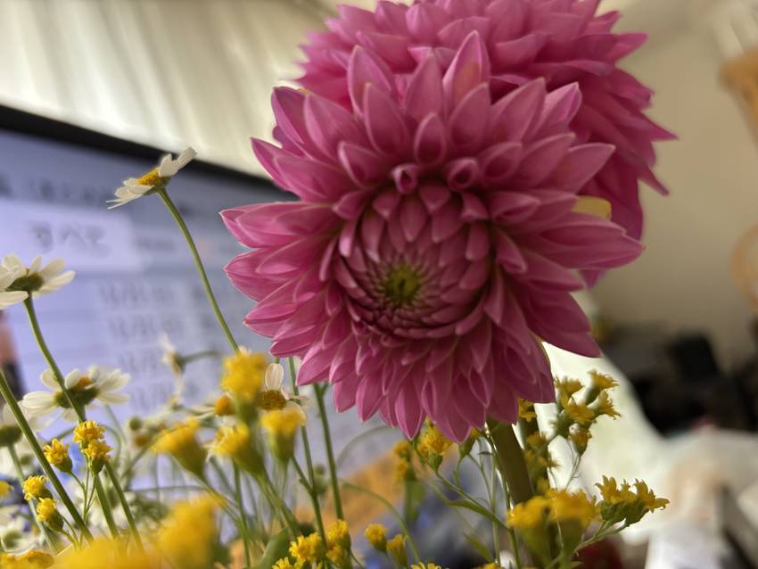 ダリアの蕾が咲きました❣️ 1...