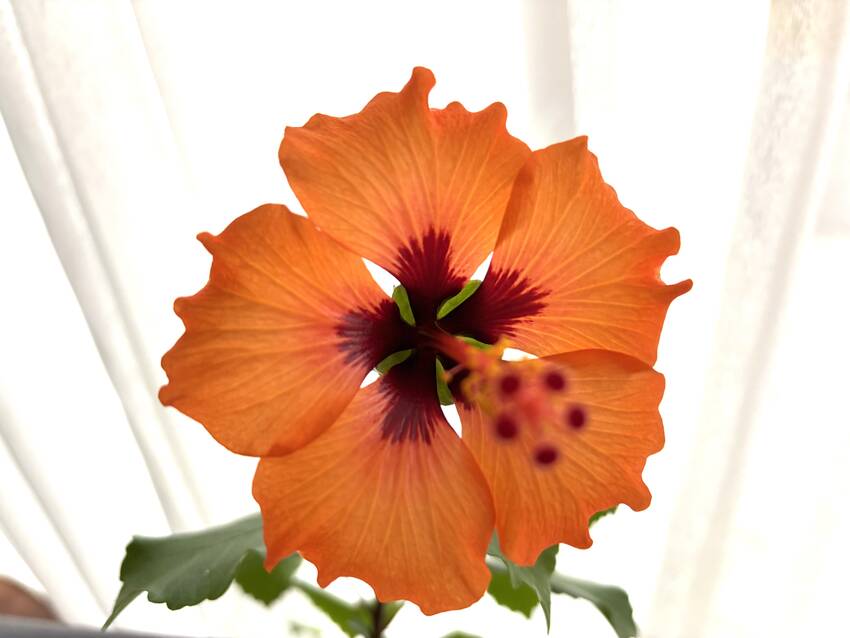 ハイビスカスのお花が咲きました...