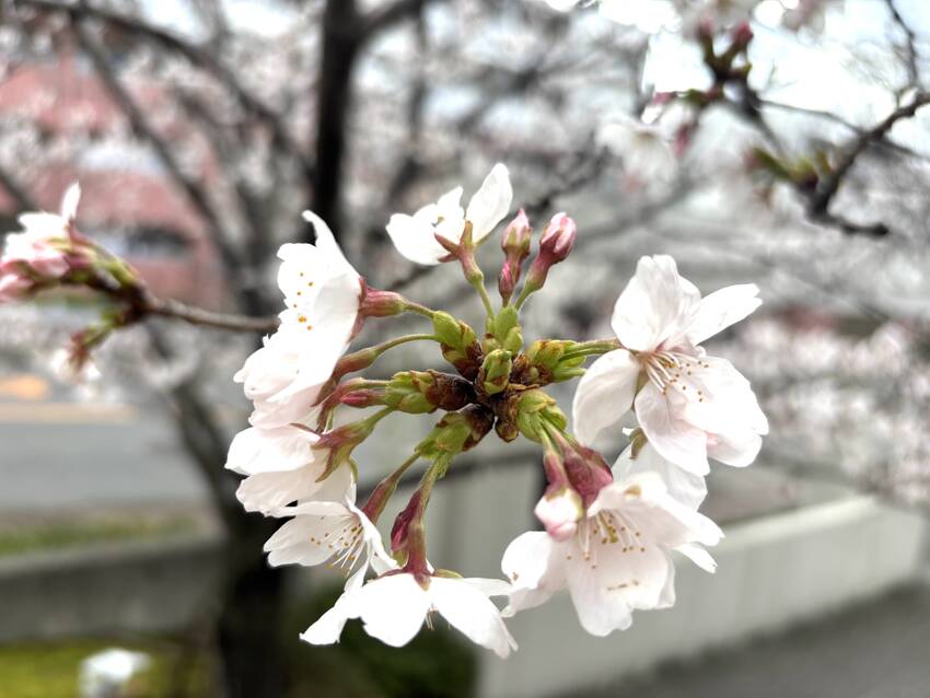 桜🌸　4/4/2025