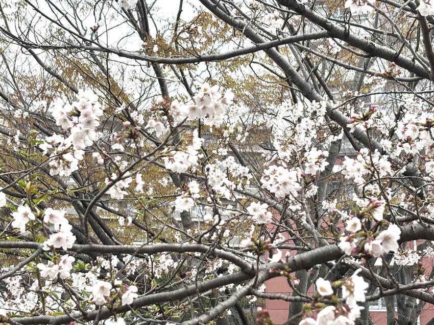 桜🌸　4/4/2025