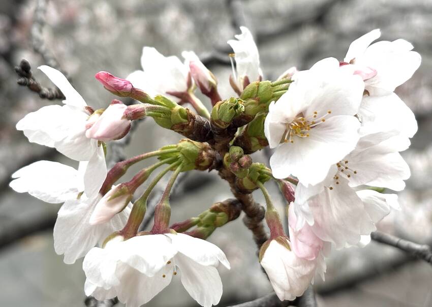 桜🌸　4/4/2025
