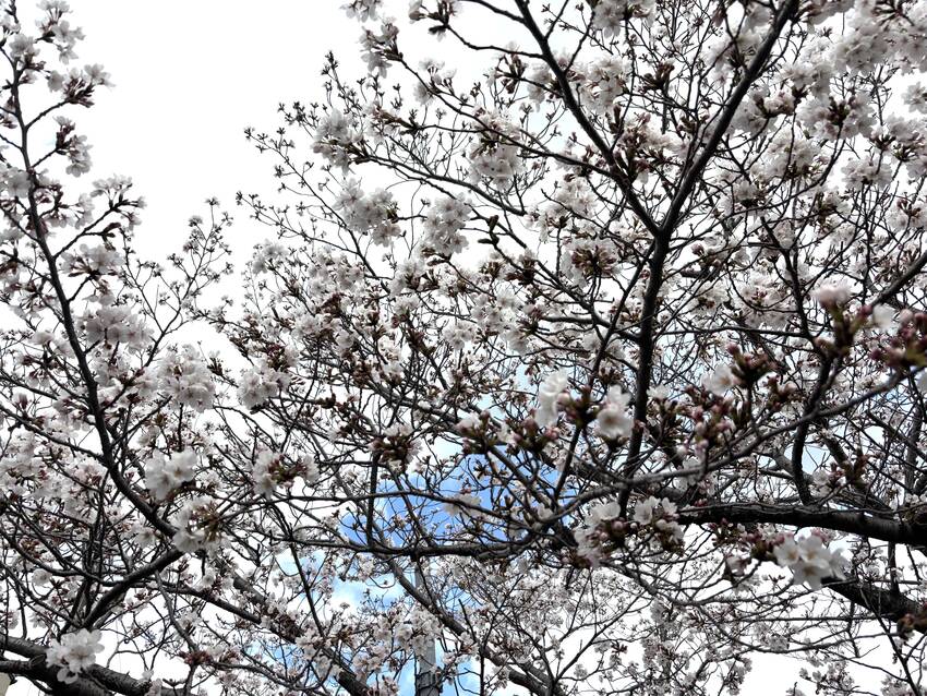 桜🌸　4/4/2025