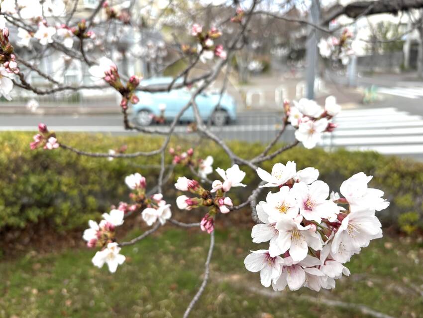 桜🌸　4/4/2025