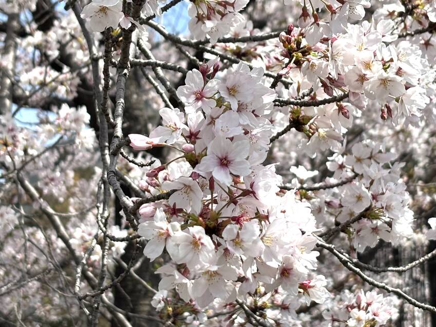 満開の桜🌸　4/9/2025