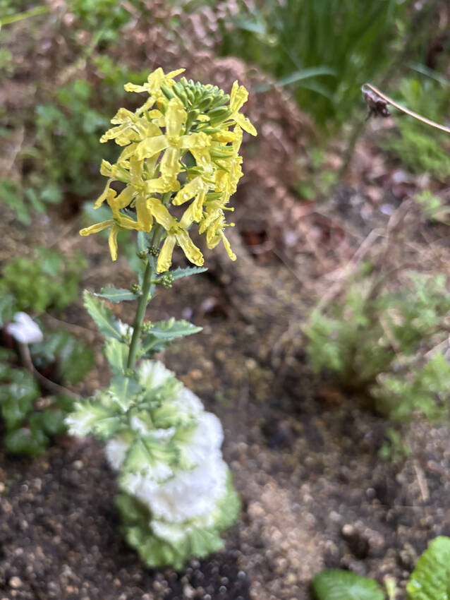葉牡丹の花