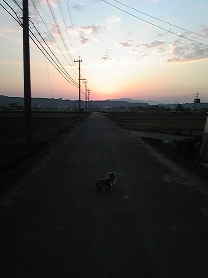 いう゛も今日は田舎道