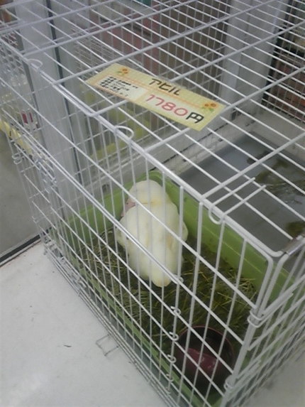 あひる...