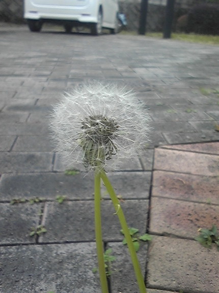 おやまぁ