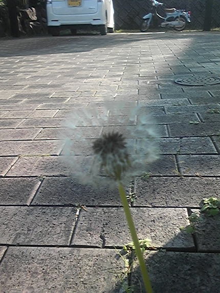 たんぽぽも頑張ってる