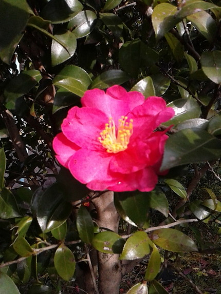 山茶花