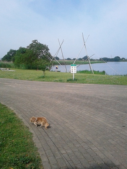 久しぶりの江津湖公園...