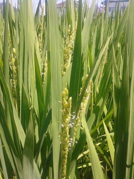 毎年恒例、命の花