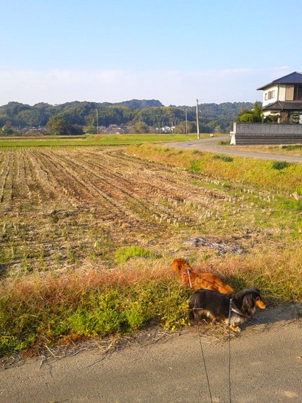 力と茶夢と