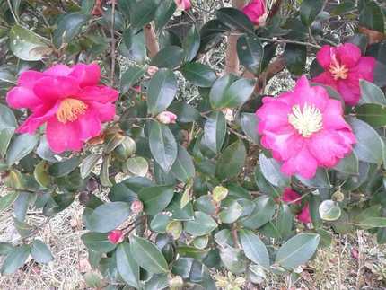 うちの山茶花