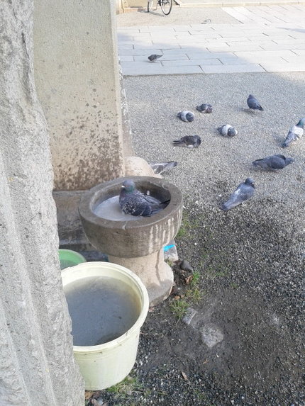 カラスじゃなくて