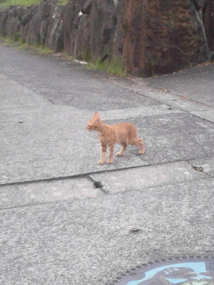 迷子のチャトラン