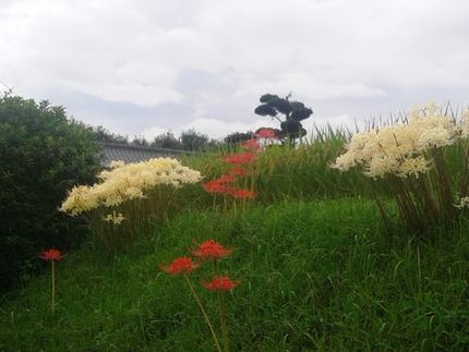 紅白
