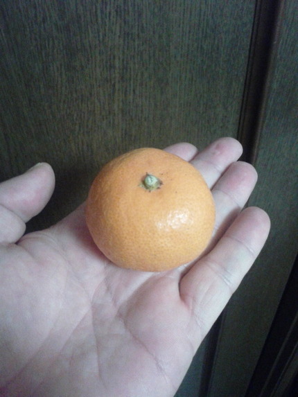 ミカン食べたい