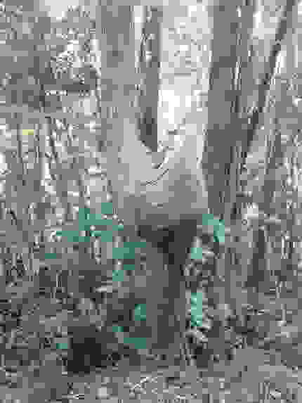 木