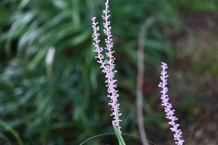 水生植物公園みずの森(5)薮蘭...