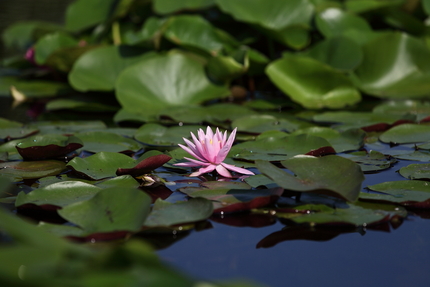 水生植物公園みずの森(7)スイ...