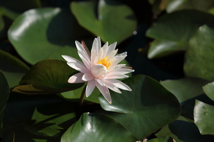 水生植物公園みずの森(13)ス...