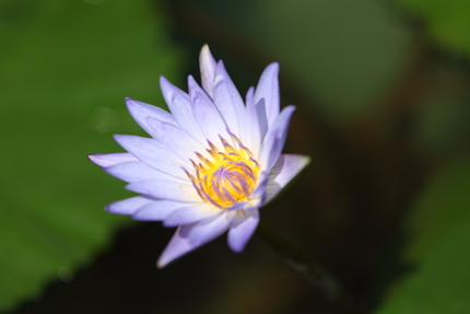 水生植物公園みずの森(18)ス...