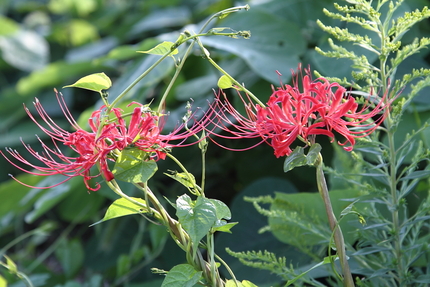 植物の世界も複雑なんですね
