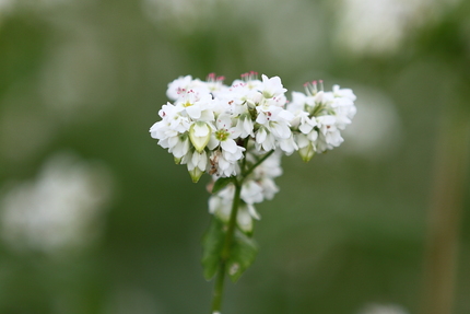 蕎麦の花