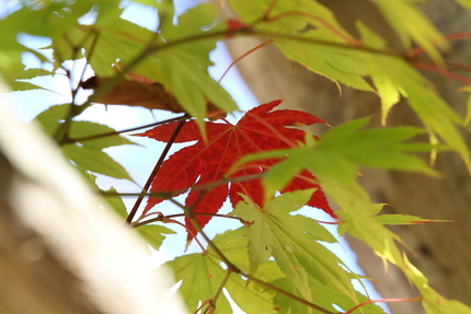 紅葉＜東光寺＞(4)「紅一点」