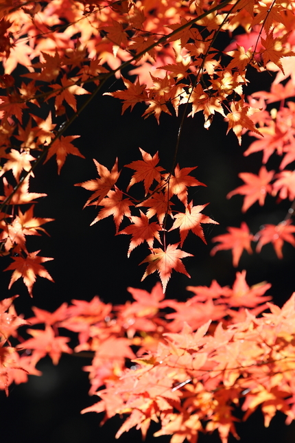 紅葉＜太郎坊山＞(13)