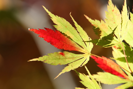 紅葉＜東光寺＞(6)