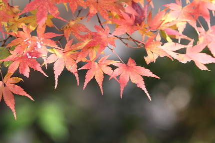 紅葉＜永源寺＞(5)