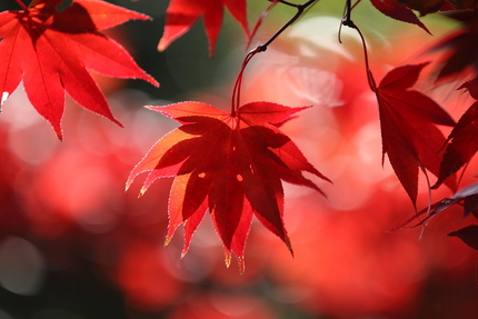 紅葉＜永源寺＞(6)重ねて葉