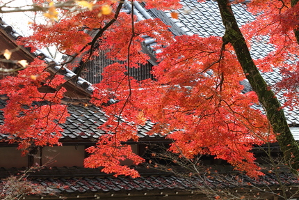 紅葉＜永源寺＞(11)