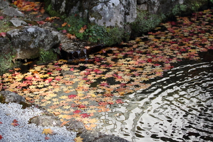 紅葉＜永源寺＞(13)