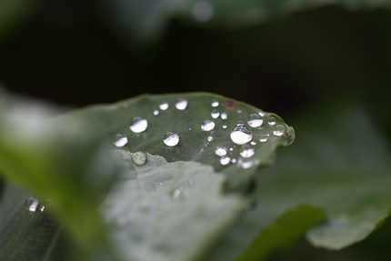 雨上がり