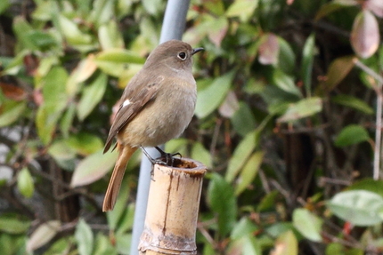 鳥の名前探しは難しい