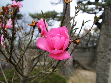 山茶花