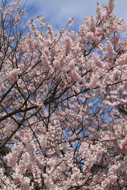 老木の桜