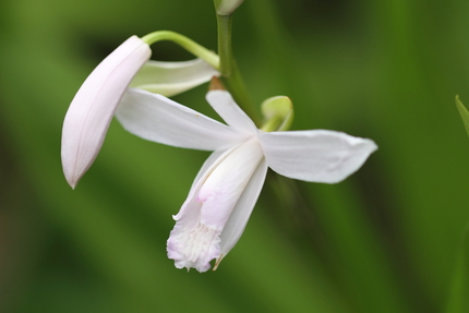 白花のシラン