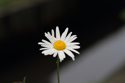 白花除虫菊（しろばなむしよけぎ...