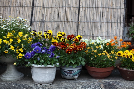 何時までも楽しませてくれる花た...