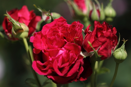 薔薇（その３）