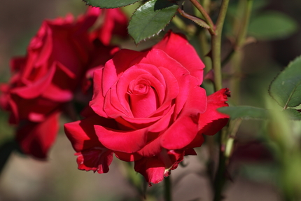 薔薇（その４）
