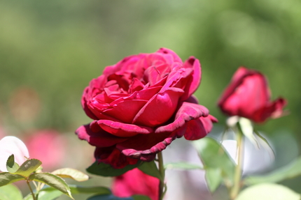 薔薇（その７）