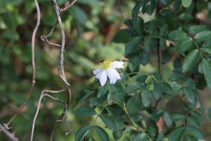てりはのいばら（照葉野薔薇）