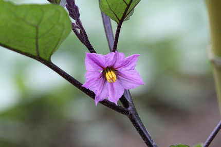 ナスビの花