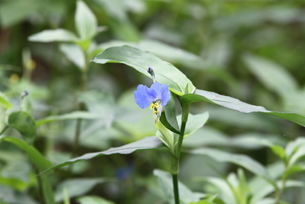 露草 （つゆくさ）