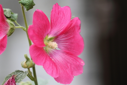 芙蓉（訂正前：アメリカ芙蓉 （...